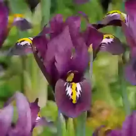 J.S. Dijt (dijt)